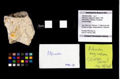 Foto (Objekt + Etikett) von Pithonoton marginatum (Meyer, 1842)  (NHMW-GEO-1990-0041-2558)